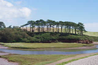 El estuario y los pinos cerca de Orcombe Point