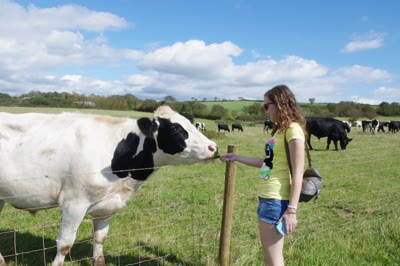 Dando de comer a las vacas junto a la senda costera