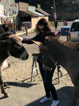 Un burro salvaje por la calle