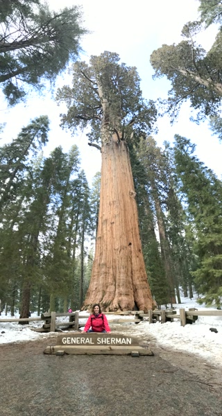 El General Sherman de arriba abajo