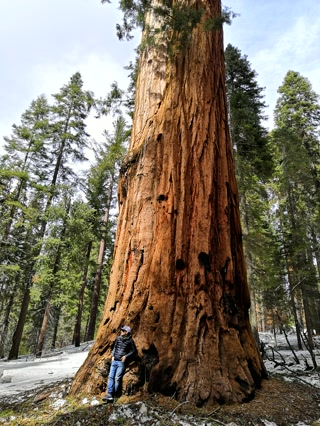Una secuoya gigante