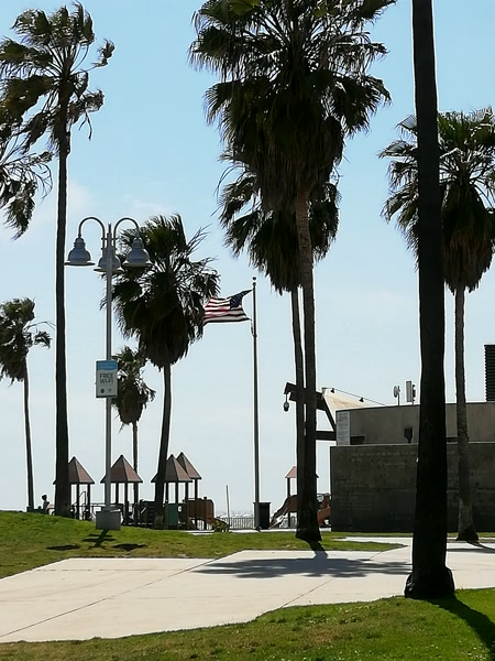 Palmeras junto al paseo