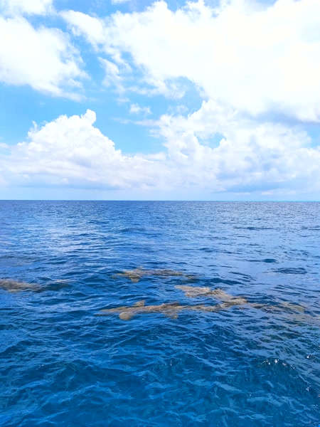 Aletas de tiburones vistas desde el barco