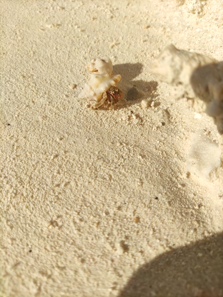 Cangrejo ermitaño en la arena