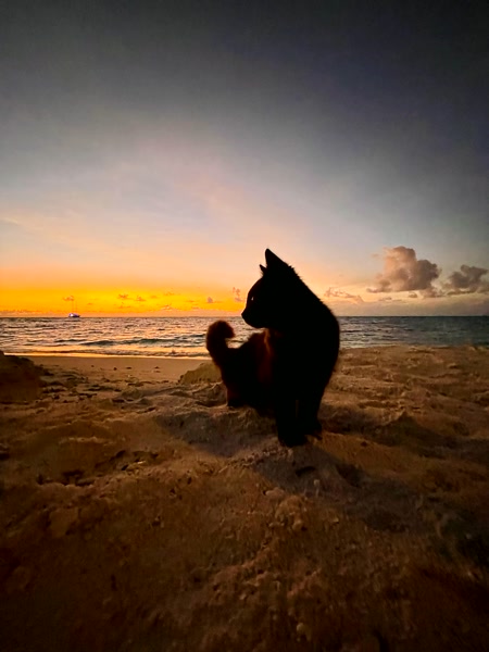 Los gatos de Maafushi