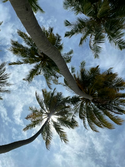 Palmeras a contraluz