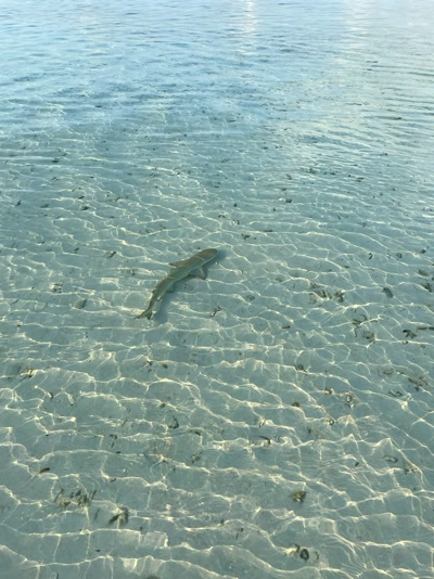 Snorkel junto a la villa