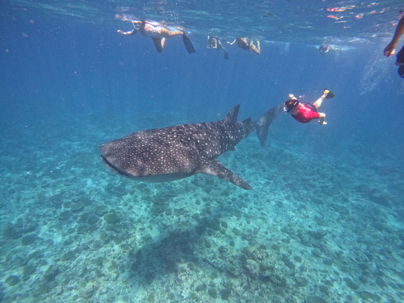 Nadando junto a un tiburón ballena