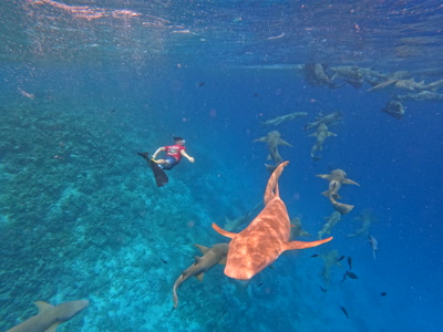 Banco de tiburones nodriza