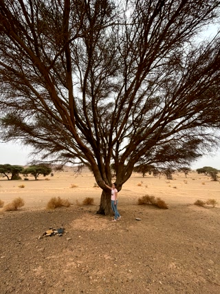 Acacias solitarias en el desierto