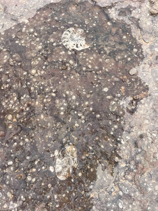 Fósiles marinos tallados en piedra