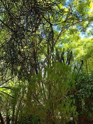 La vegetación de Le Jardin Secret