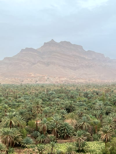 El gran palmeral del Valle del Draa