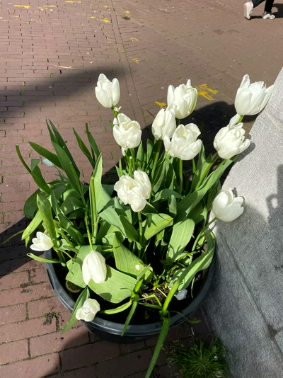 Tulipanes blancos