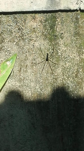 Una araña de patas larguísimas