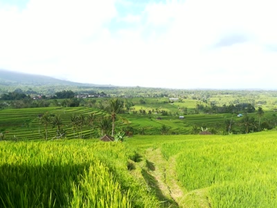 Terrazas de arroz de Jatiluwih