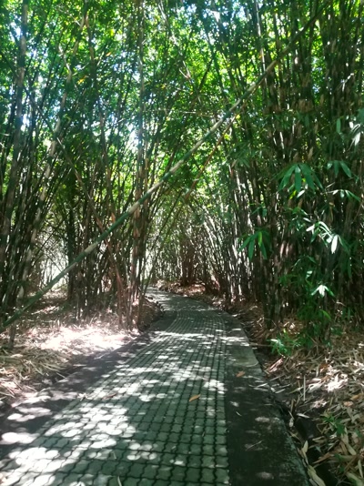 Bosque de bambú