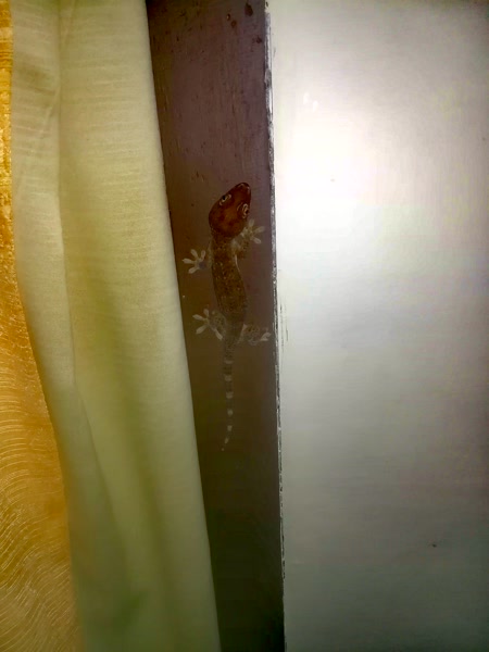 Nuestro compañero de habitación
