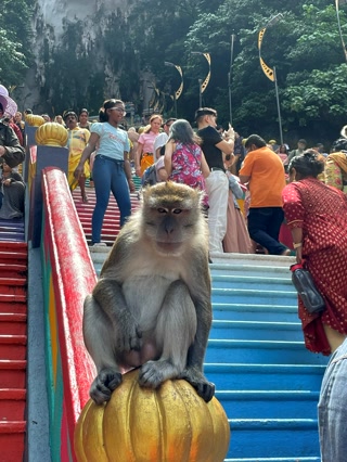 Monos por las escaleras