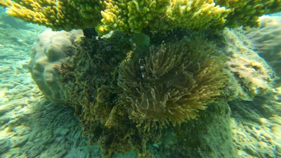 Corales y anémonas