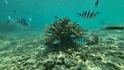 Peces entre los corales