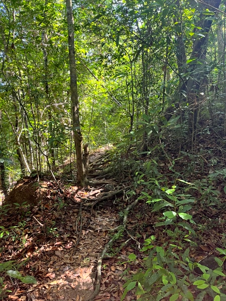 El sendero de la selva