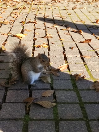 Una ardilla en pleno desayuno