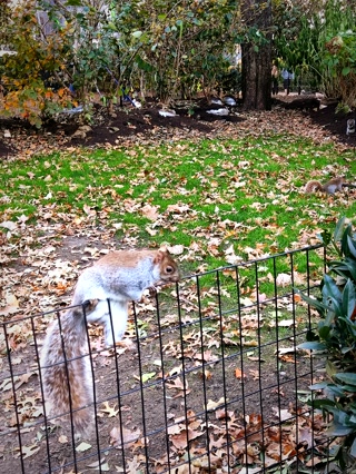 Las ardillas del parque, sin ningún miedo