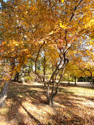 Central Park en su mejor momento del año