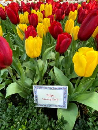 Tulipa Strong Gold