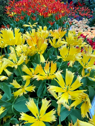 Tulipanes amarillos