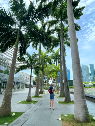 Palmeras junto a Marina Bay