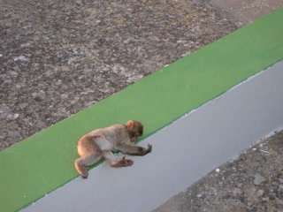 Qué ver en Gibraltar: una cría de macaco de Berbería en un murete