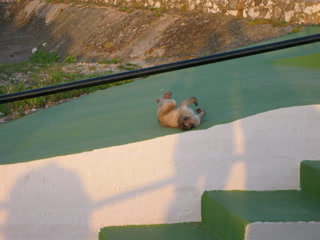 Un mono tumbado en la escalera