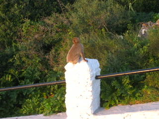 Vigilando desde el pilar