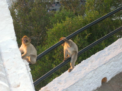 Dos macacos en la barandilla