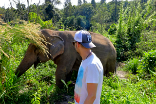 Segundo viaje a Tailandia: elefante comiendo entre la hierba alta en Chiang Mai