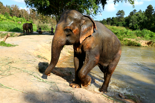 Un elefante saliendo del río