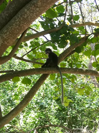 Monos entre los árboles